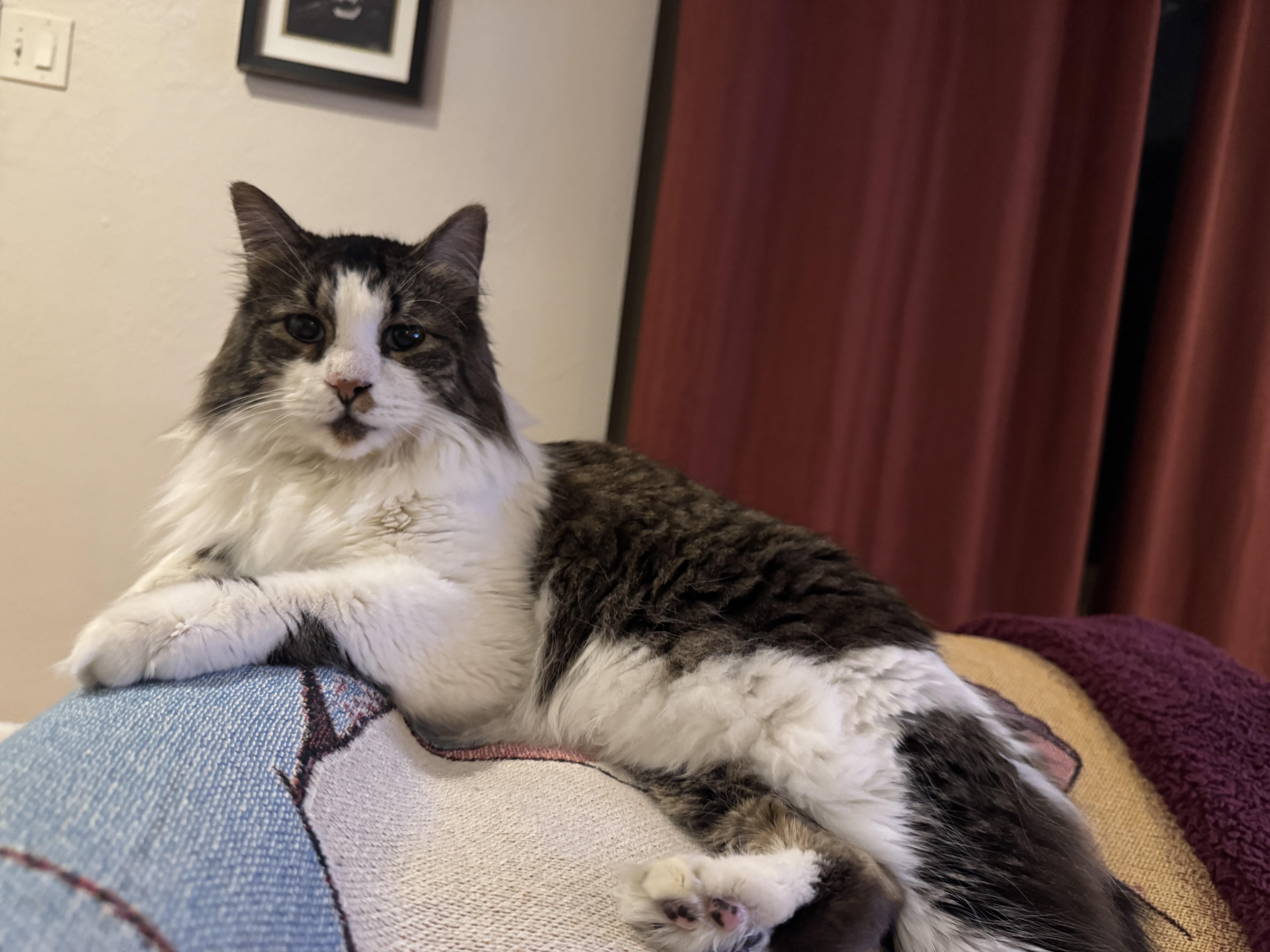 An adult large-sized male Norwegian Forest Cat cat named Oliver for adoption in Denver, CO