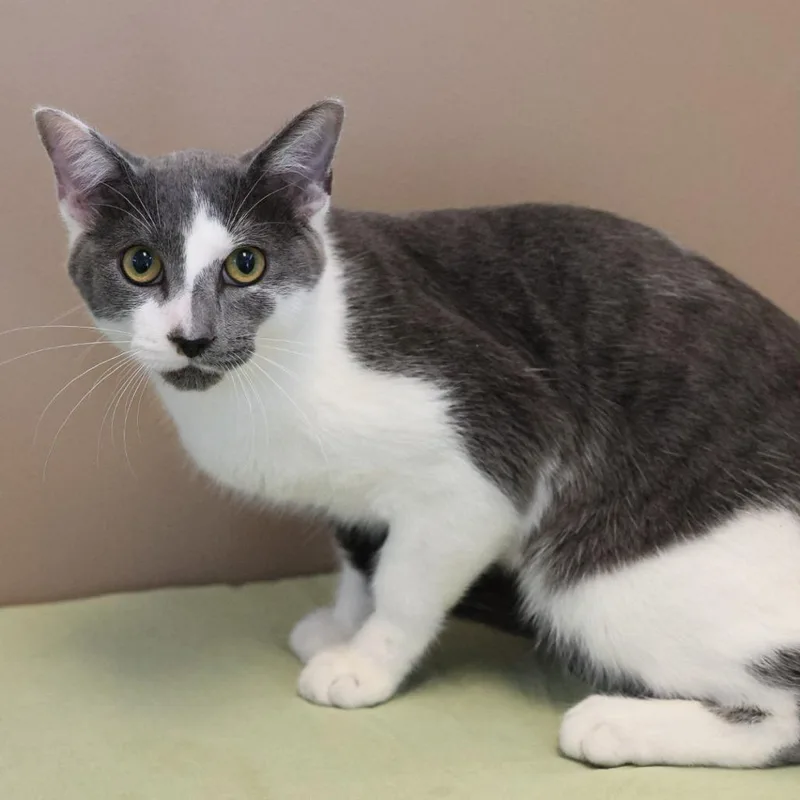 An adult medium-sized male Domestic Short Hair cat named Feldspar for adoption in Bristol, IN