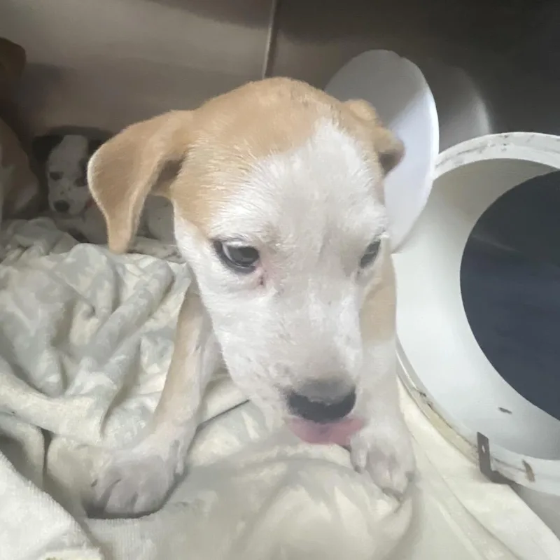 A baby small-sized female Mixed Breed dog named Shylo for adoption in Chattanooga, TN
