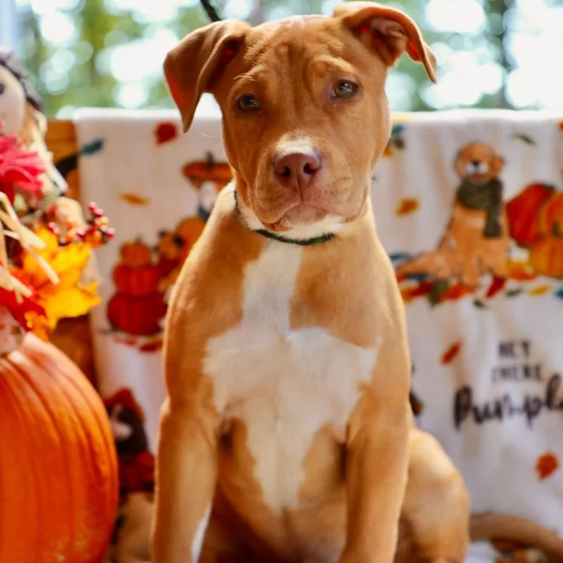 A baby medium-sized male Red / Chestnut / Orange Pit Bull Terrier dog named Toby for adoption in Evensville, TN