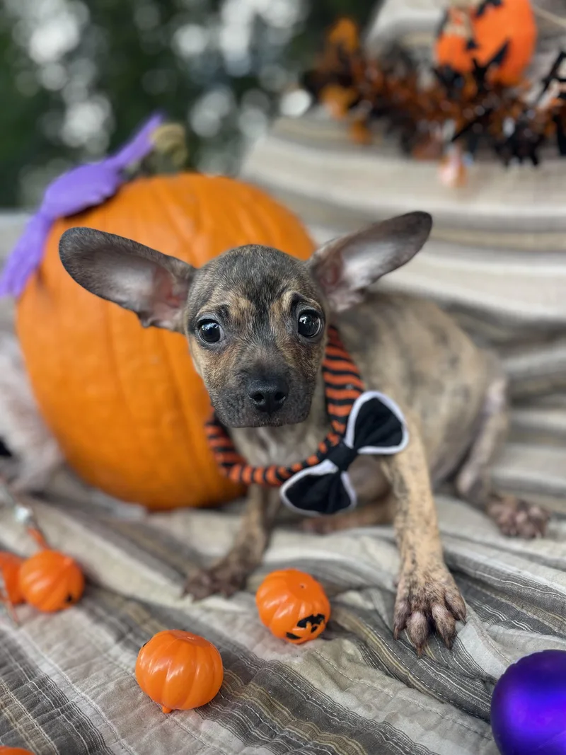 A baby small-sized male French Bulldog dog named Colby Jack for adoption in Sebring, FL