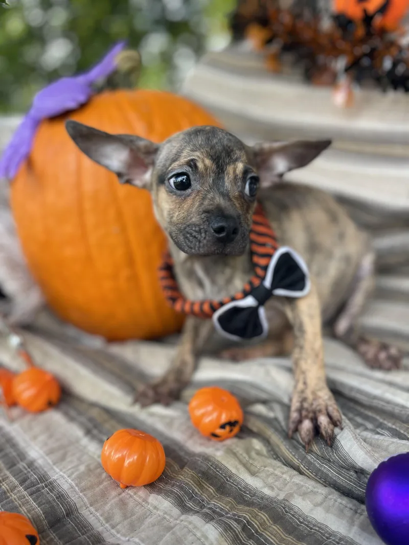 Colby Jack thumbnail 2