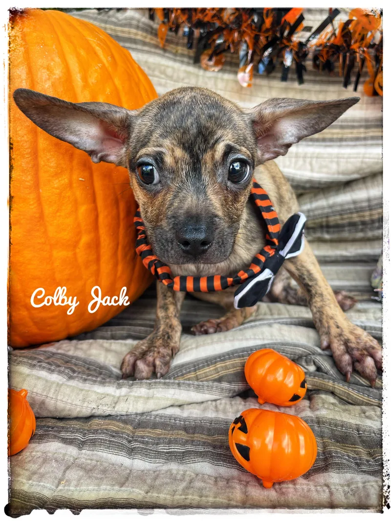 Colby Jack thumbnail 3