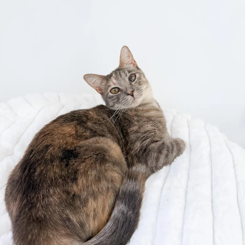 A young medium-sized female Domestic Short Hair cat named Cada for adoption in New Orleans, LA