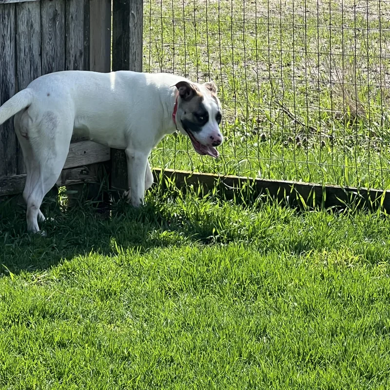 An adult large-sized female White / Cream Pit Bull Terrier dog named Cheyanne for adoption in Elkton, MI