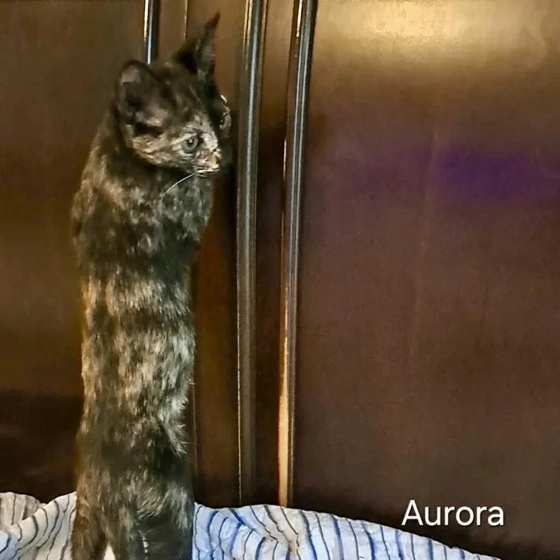 Aurora