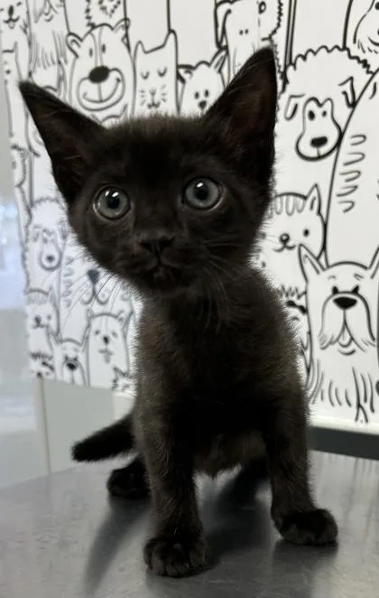 A young small-sized female Domestic Short Hair cat named B Arizona for adoption in North Charleston, SC