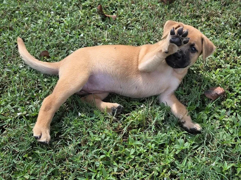 A baby medium-sized female Boxer dog named Polly for adoption in Holly Springs, NC
