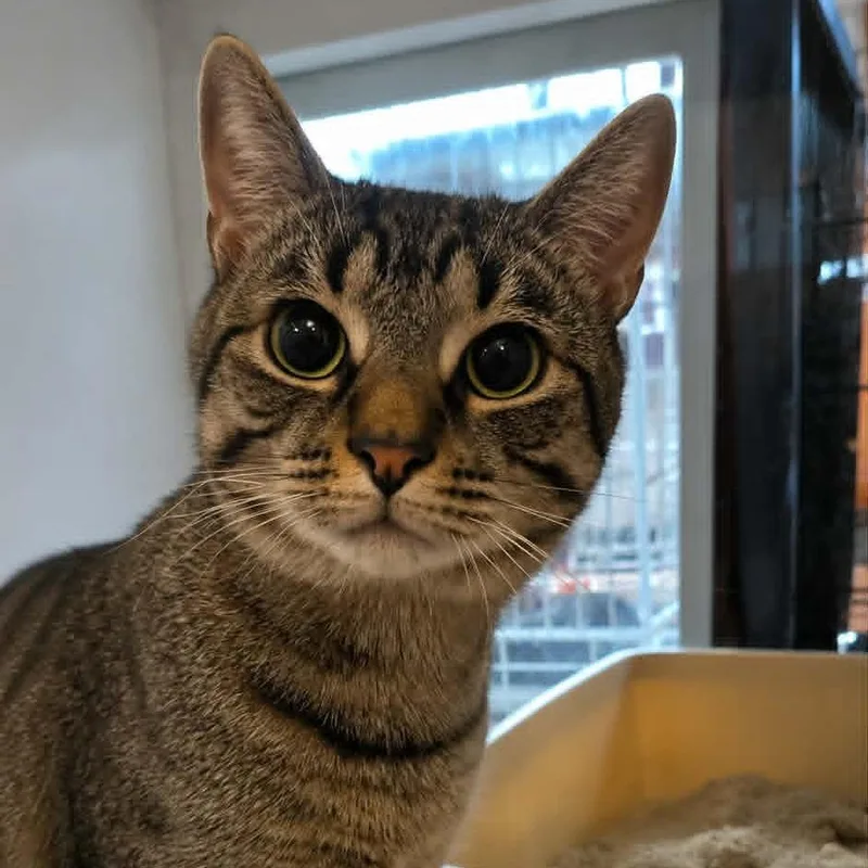 An adult medium-sized male Brown / Chocolate Domestic Short Hair cat named Kudrow for adoption in Salisbury, MA