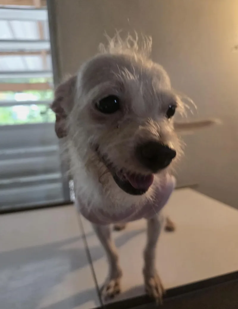 Leila thumbnail 2