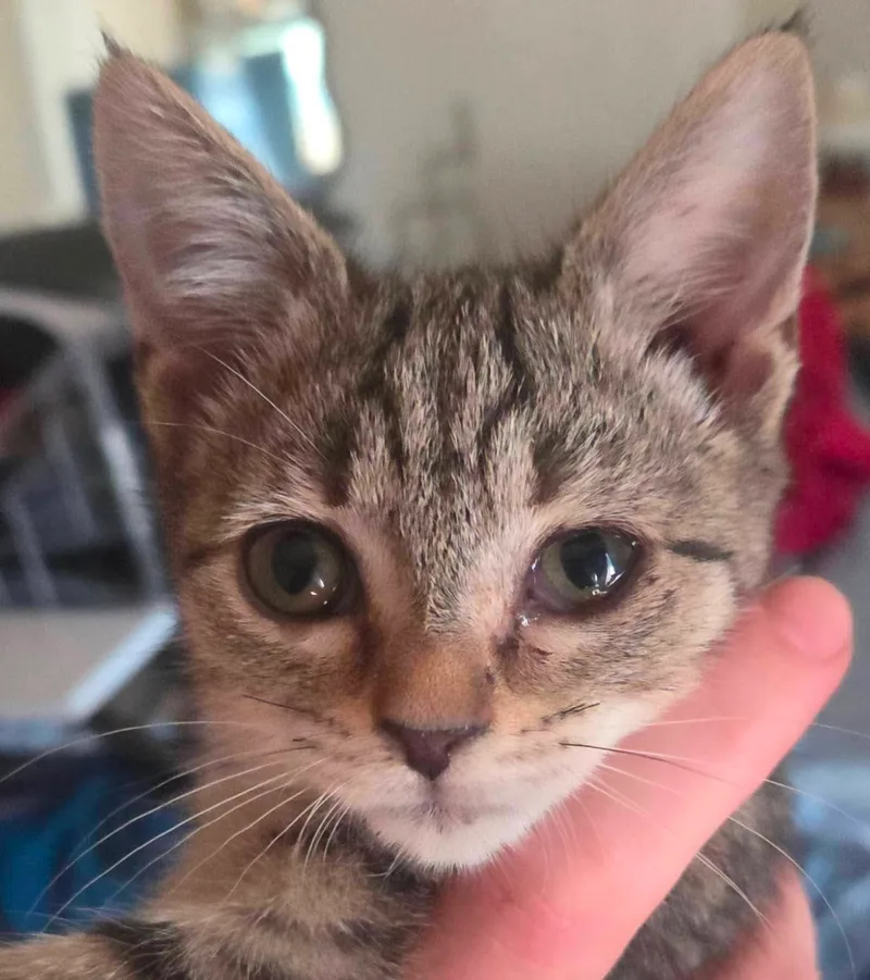 A baby small-sized female Brown Tabby Domestic Short Hair cat named Boo for adoption