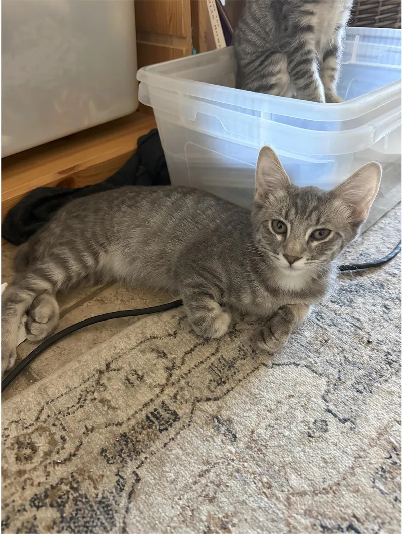 A baby medium-sized male Tabby cat named Scoop for adoption in Chandler, AZ