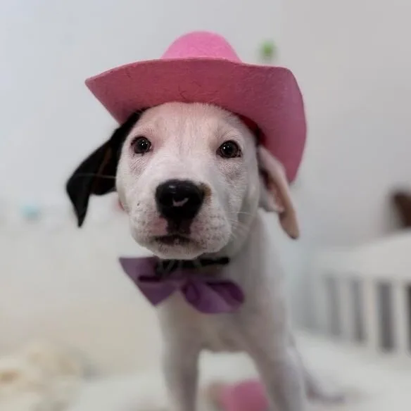 Domino Cowgirl thumbnail 5