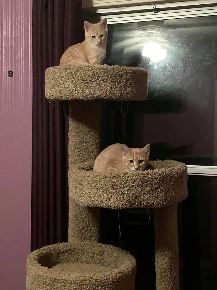 An adult large-sized male Domestic Short Hair cat named Hamilton Ne. for adoption in Peoria, IL
