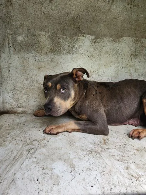 A young medium-sized female Pit Bull Terrier dog named Renee for adoption in Huntsville, AL