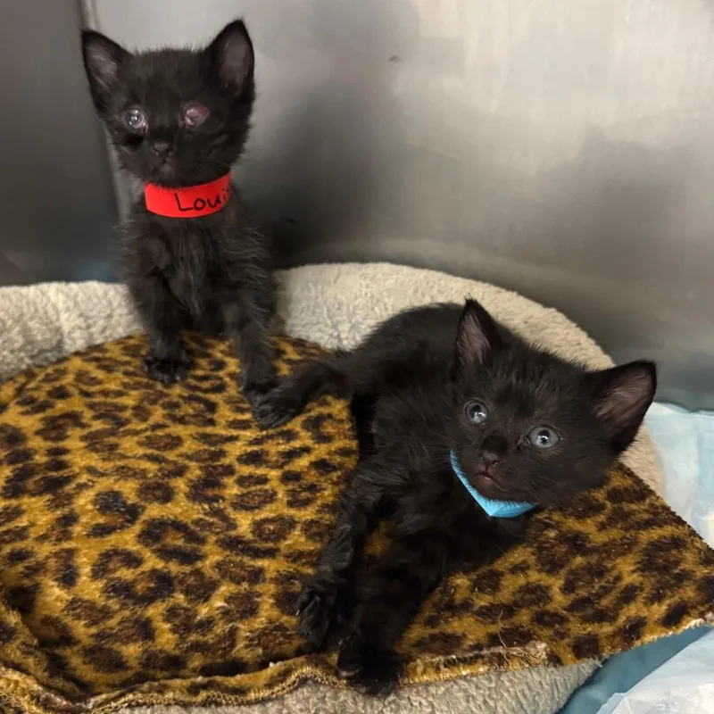 A baby small-sized female Black Domestic Short Hair cat named Lulu for adoption in Los Angeles, CA