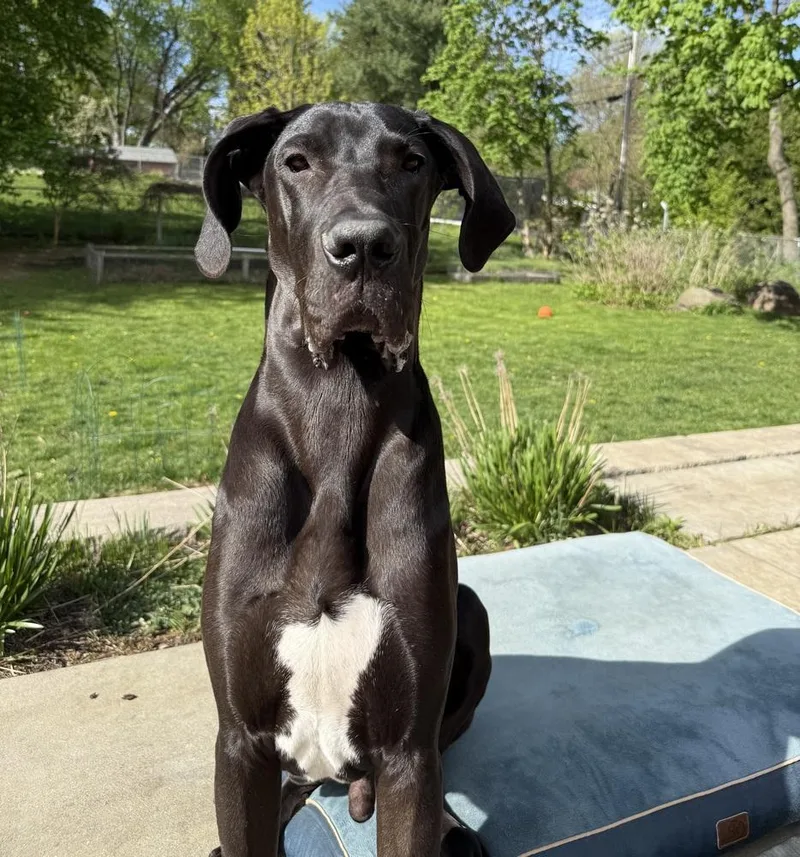 A baby large-sized male Black Great Dane dog named Scooby Doo for adoption in Eagan, MN