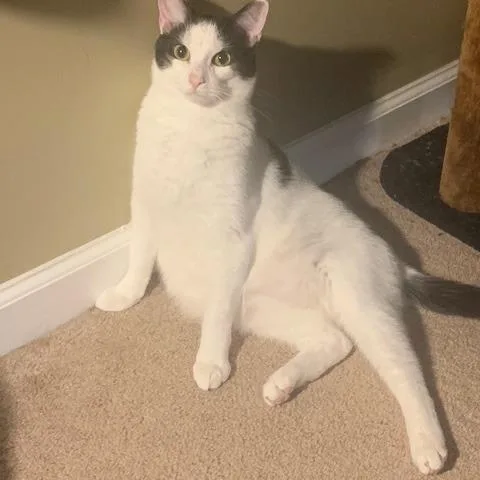 An adult small-sized male Domestic Short Hair cat named Forrest for adoption in Marietta, GA