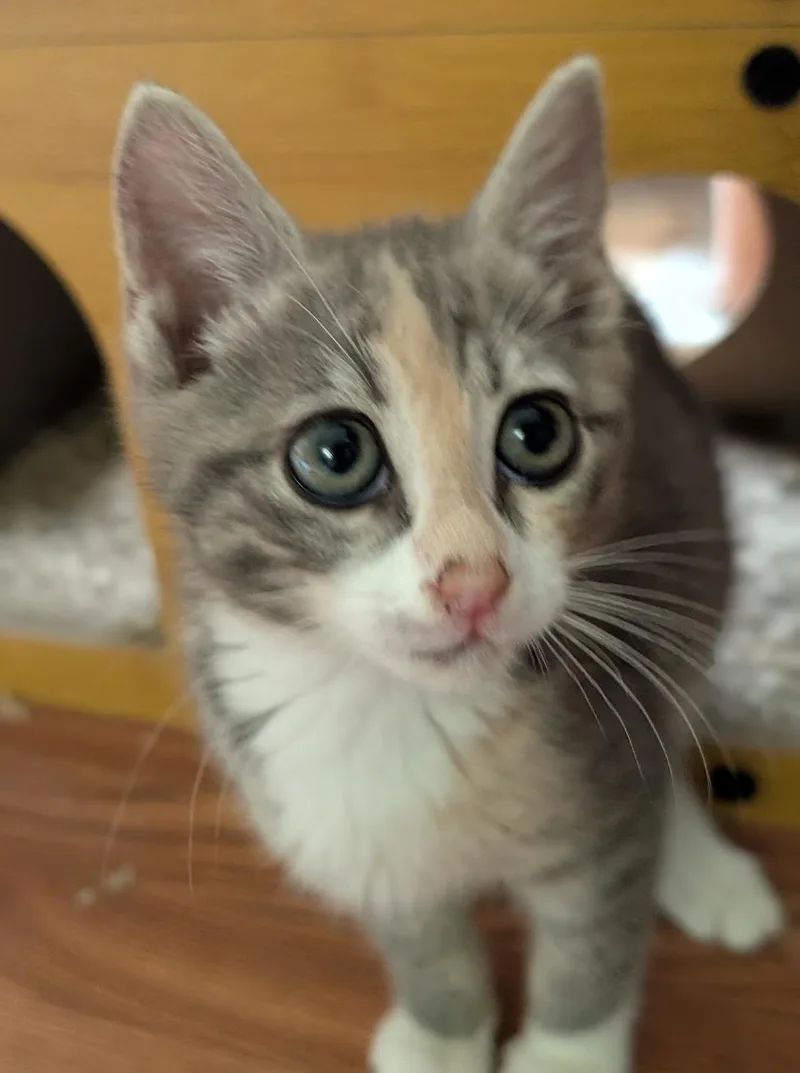 A baby medium-sized female Dilute Calico cat named Zoey for adoption in Granite Falls, NC