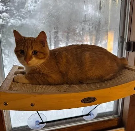 Sugar Plum thumbnail 2