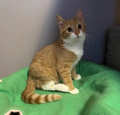 Sugar Plum thumbnail 3