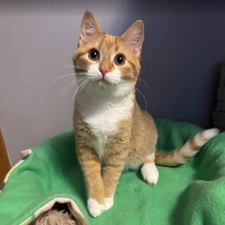 Sugar Plum thumbnail 4