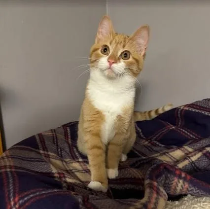 Sugar Plum thumbnail 5