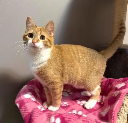 Sugar Plum thumbnail 6