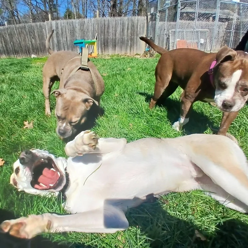 A young medium-sized male Mixed Breed dog named Prawn for adoption in Saugerties, NY