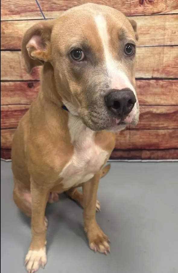 A young medium-sized male Yellow / Tan / Blond / Fawn Hound dog named AC "Casper" for adoption in Conyers, GA