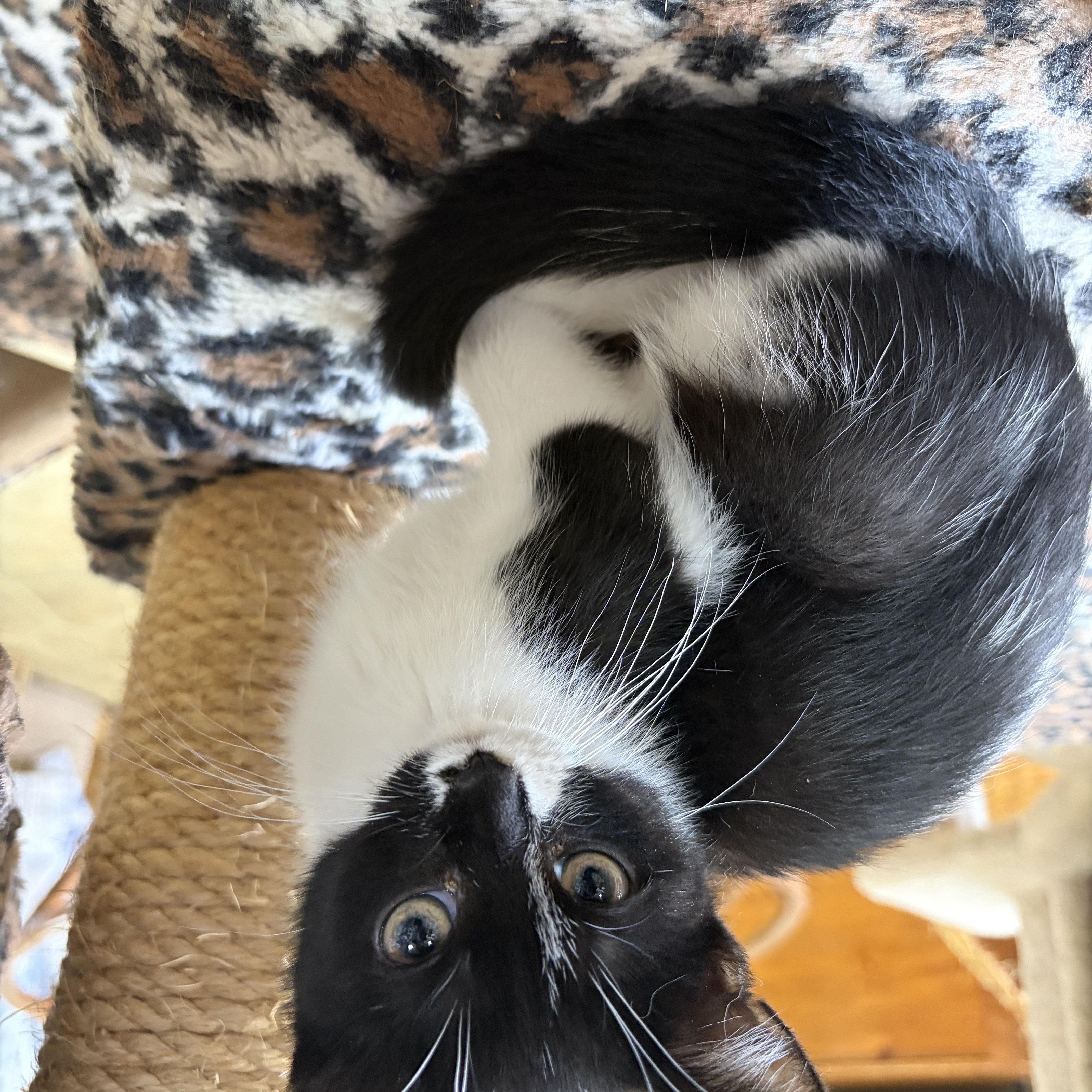 A baby medium-sized female Domestic Short Hair cat named Tito for adoption in Neillsville, WI