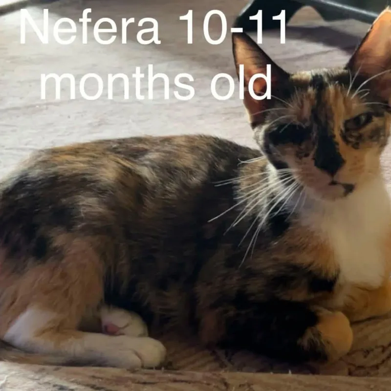Nefera