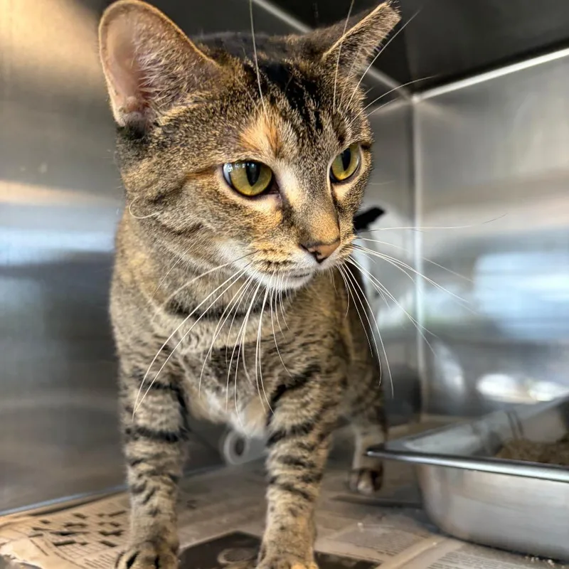 An adult large-sized female Brown / Chocolate Domestic Short Hair cat named Jupiter for adoption in Waukesha, WI