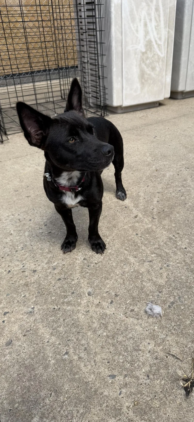 A young small-sized female Chihuahua dog named Sweet Pea for adoption in Muldrow, OK