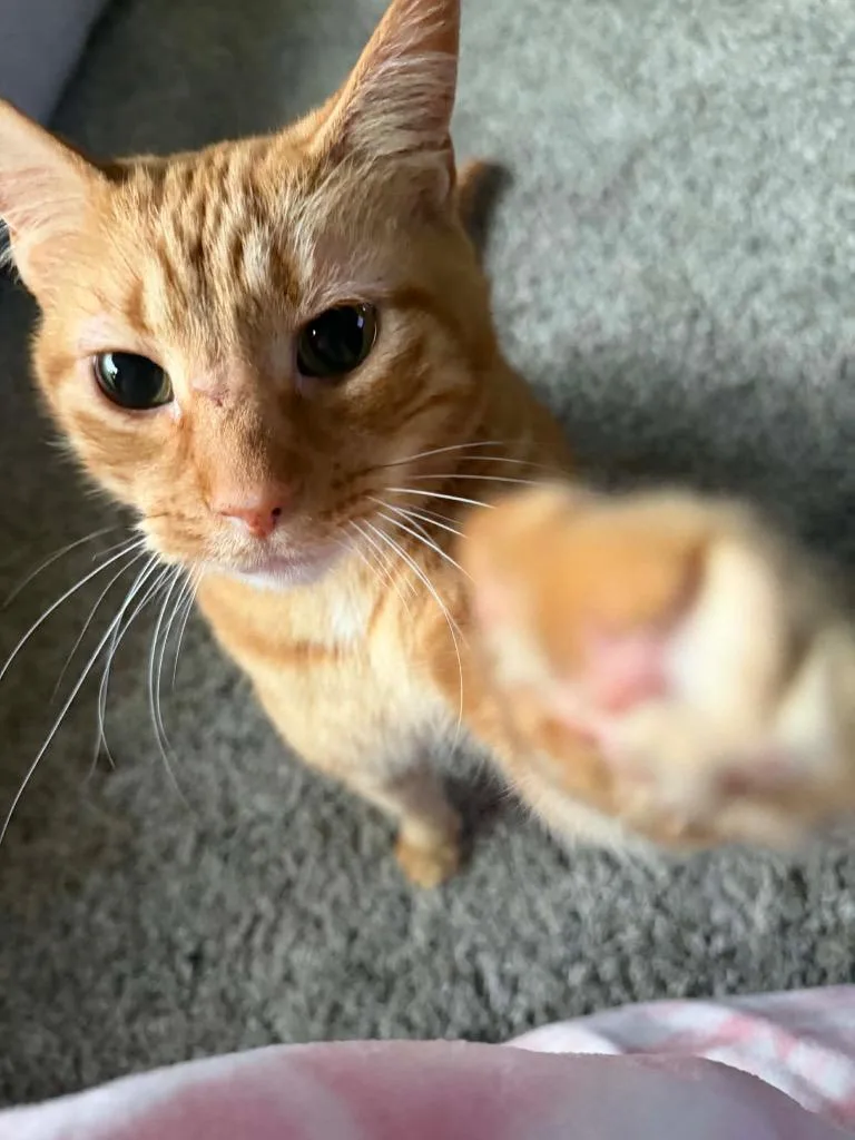 Chester thumbnail 2