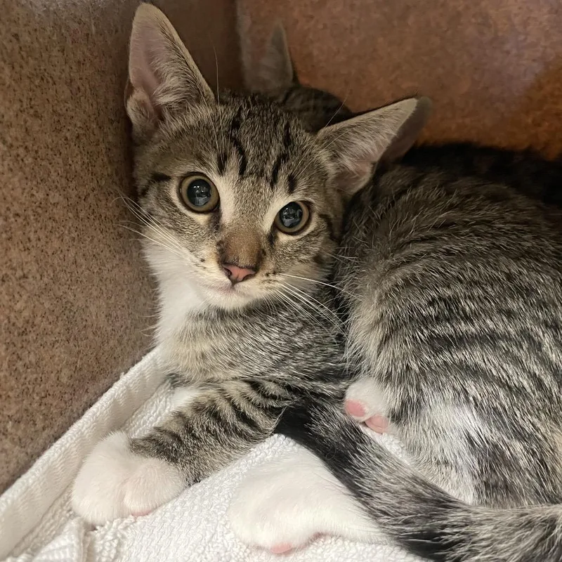 A baby small-sized male Gray / Blue / Silver Domestic Short Hair cat named Harry for adoption in Pasadena, CA