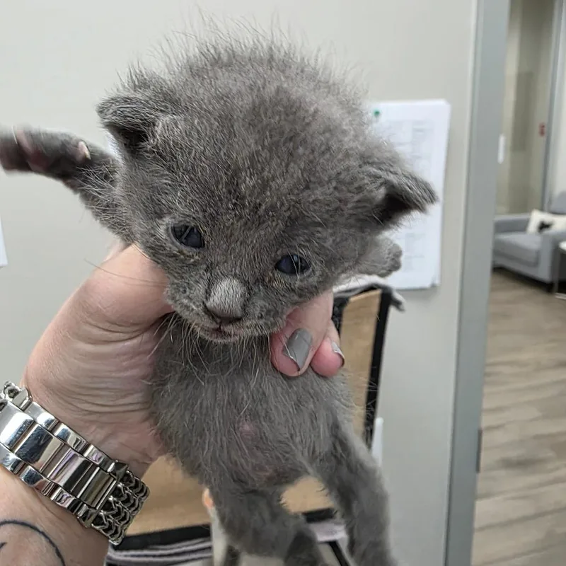 A baby small-sized female Gray / Blue / Silver Domestic Short Hair cat named Cinder for adoption in Jupiter, FL