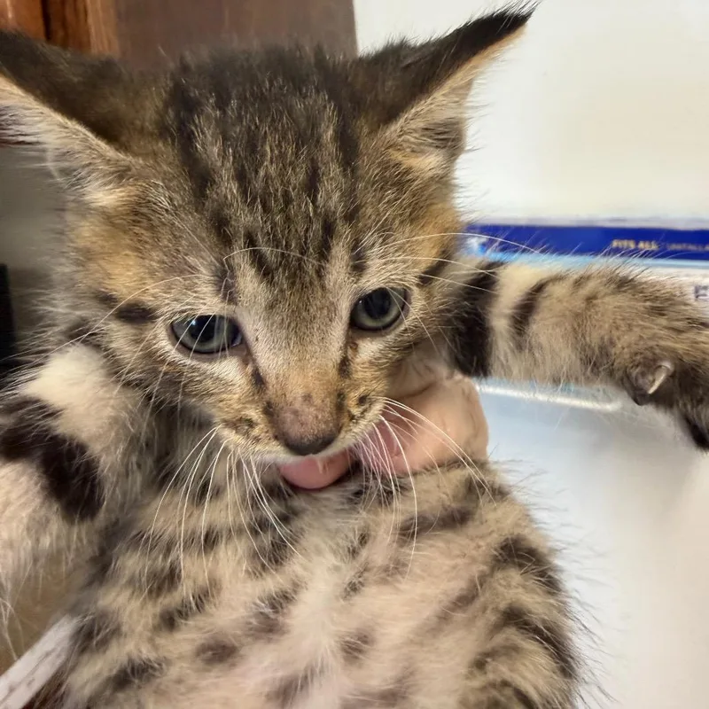 A baby small-sized male Buff / Tan / Fawn Domestic Short Hair cat named Socks for adoption in Floresville, TX