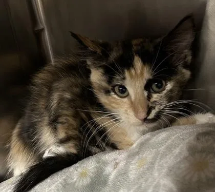 A young small-sized female Domestic Short Hair cat named Sahara for adoption in Phoenix, AZ