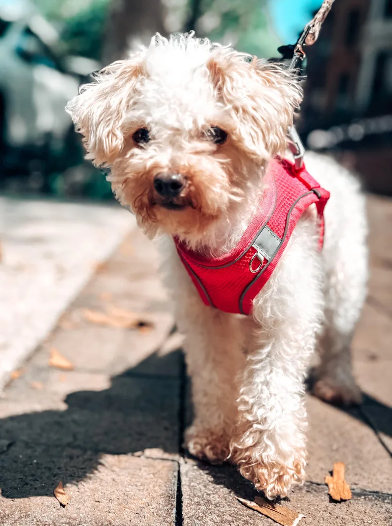 A young small-sized female White / Cream Maltipoo dog named Tribeca for adoption in Brooklyn, NY