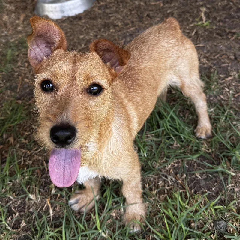 A young small-sized female Golden Wirehaired Dachshund dog named Siena for adoption in Manvel, TX
