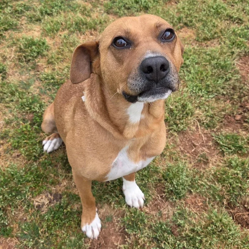 An adult medium-sized female Red / Chestnut / Orange Mixed Breed dog named Cayenne for adoption in Brownsboro, AL