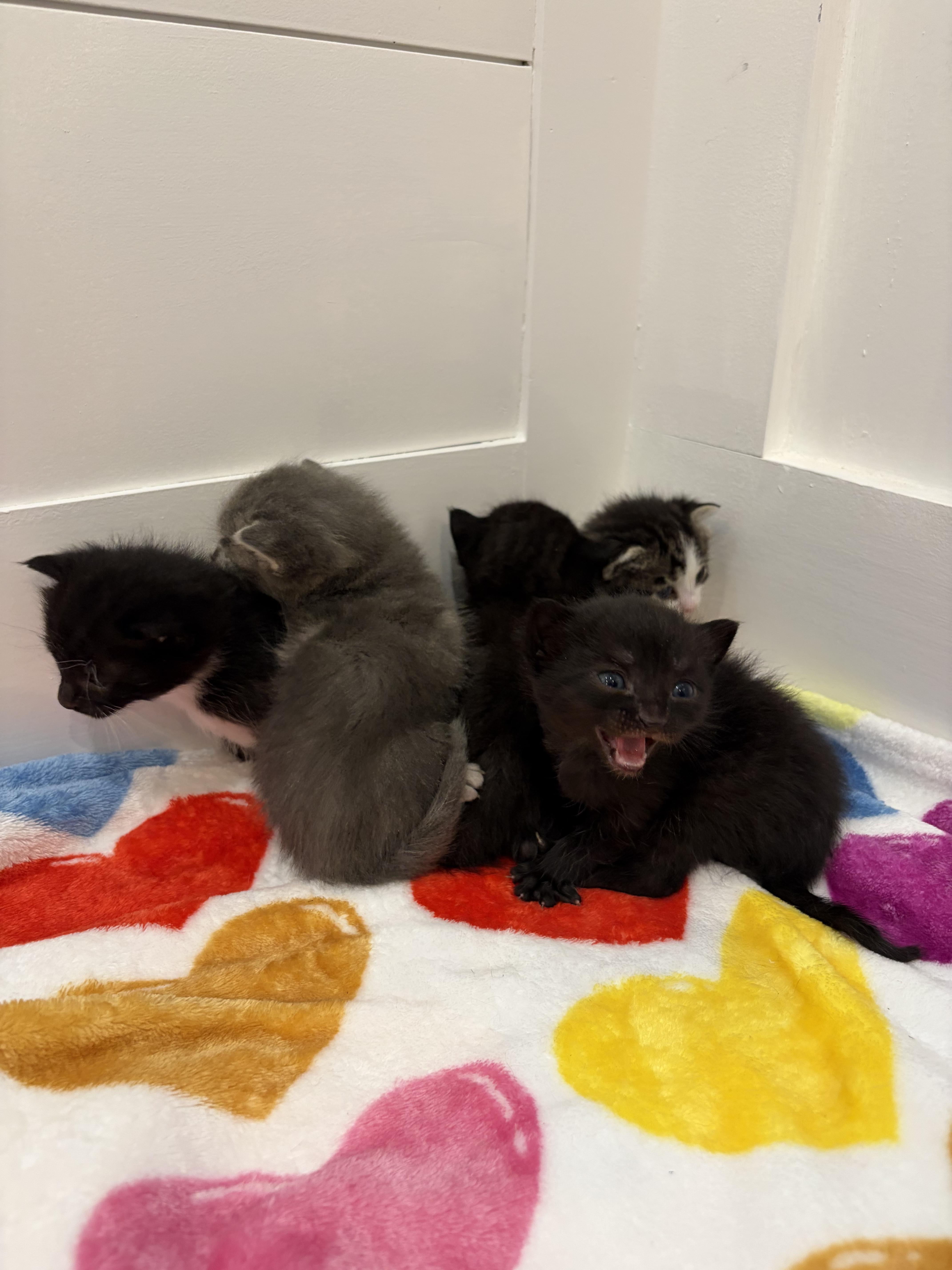 A baby medium-sized female Black Domestic Short Hair cat named Cora for adoption in North Haledon, NJ