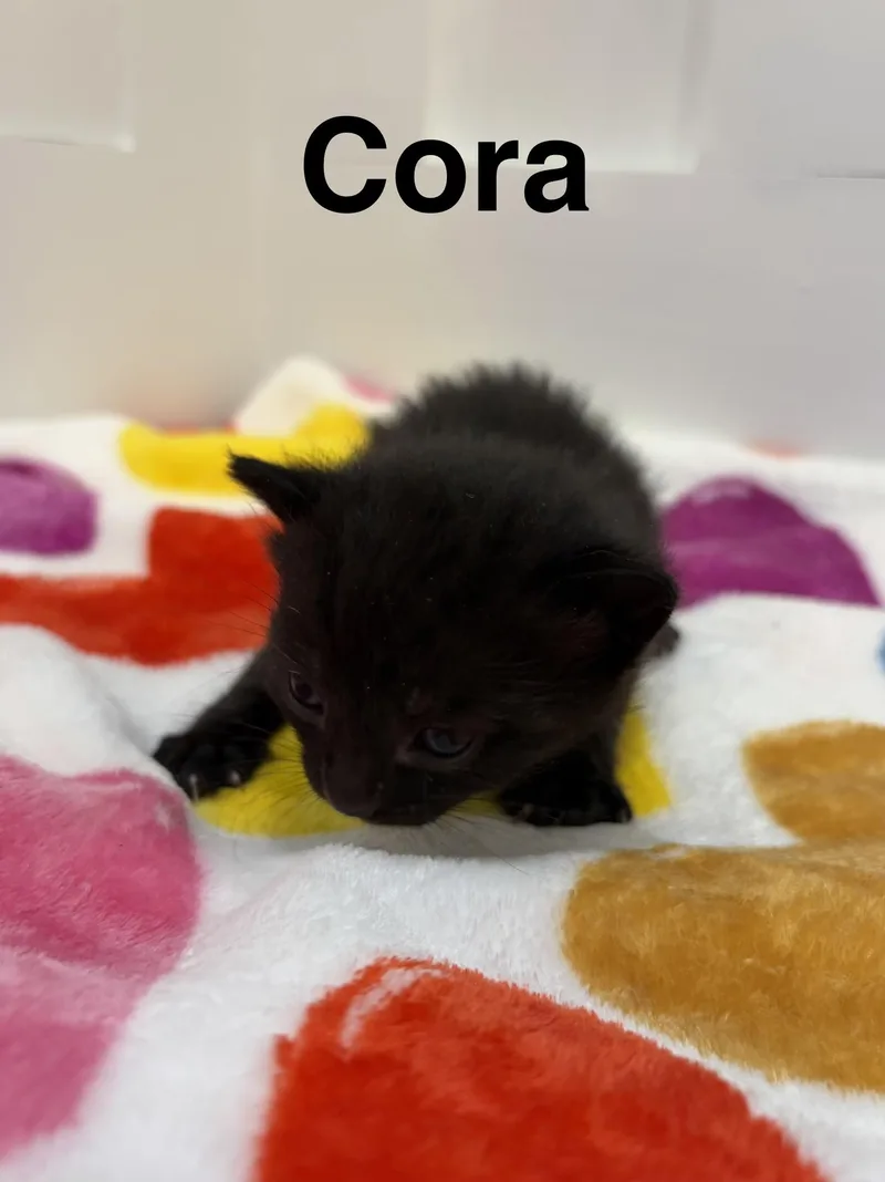 Cora thumbnail 4