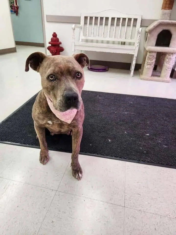 An adult medium-sized female Brindle Pit Bull Terrier dog named Butterfly A 💜 for adoption in Silsbee, TX