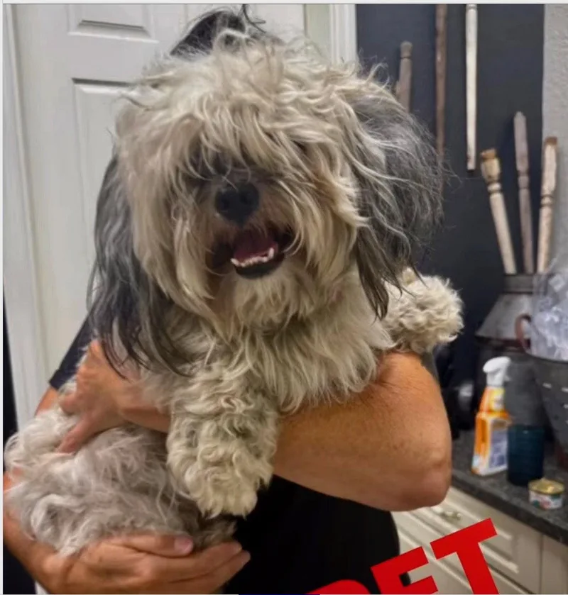 A young small-sized male Lhasa Apso dog named Muppet for adoption in Valrico, FL