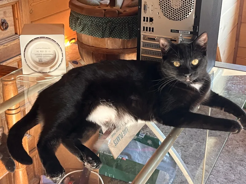 A young medium-sized male Black & White / Tuxedo Tuxedo cat named Uno for adoption in Ripon, CA