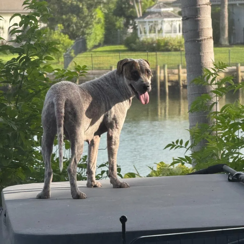 A young medium-sized female Mixed Breed dog named Sedona for adoption in Naples, FL