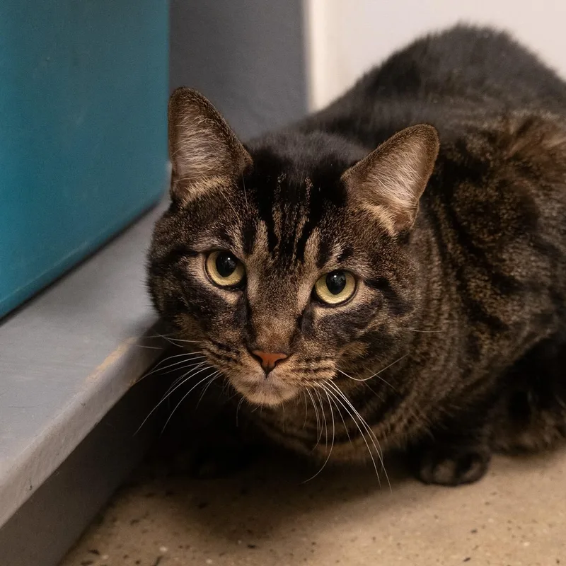 An adult large-sized male Domestic Short Hair cat named Ben aka "Big Ben" for adoption in Staten Island, NY