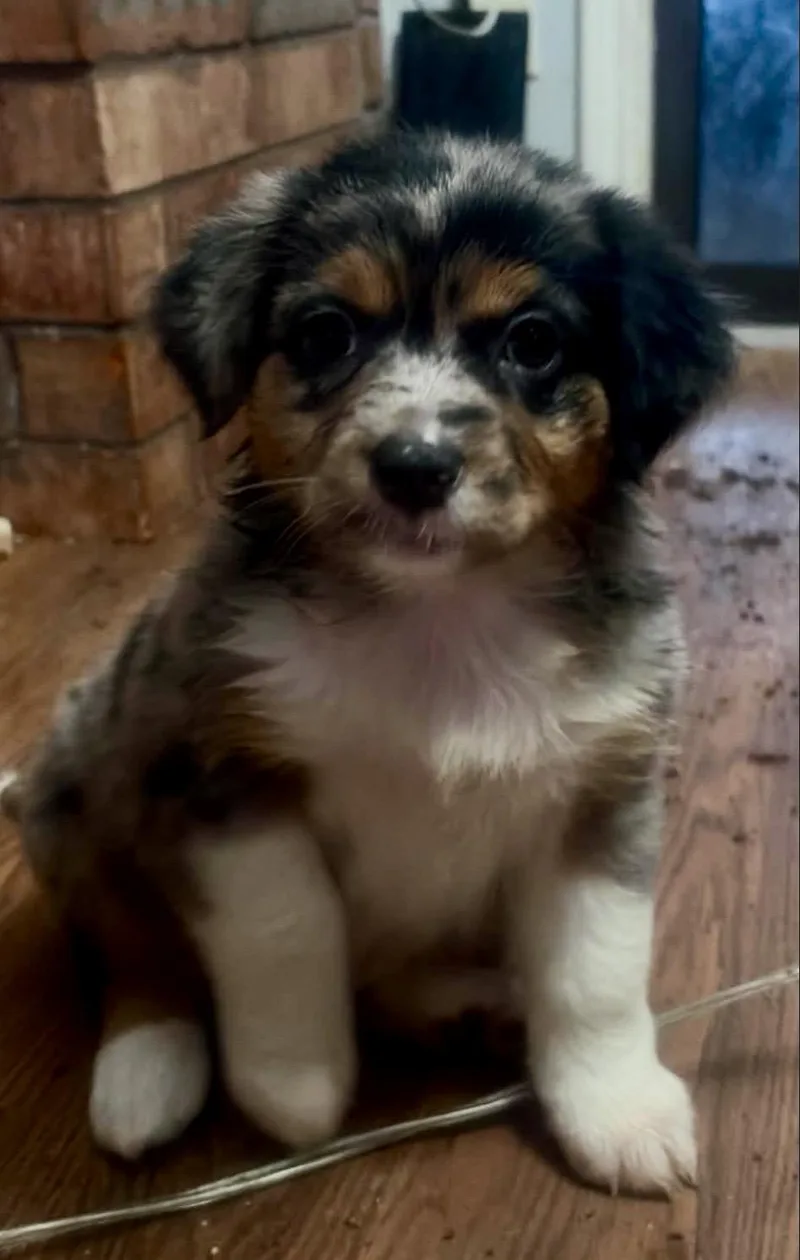A baby medium-sized female Merle (Blue) Australian Shepherd dog named Sandy for adoption in Pelham, NH